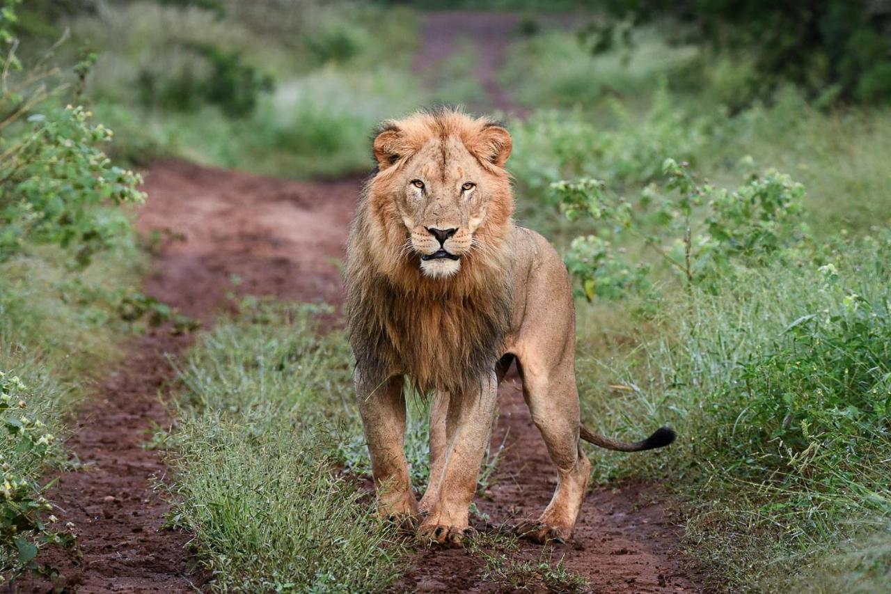 Mavela Game Lodge Mkuze Kültér fotó