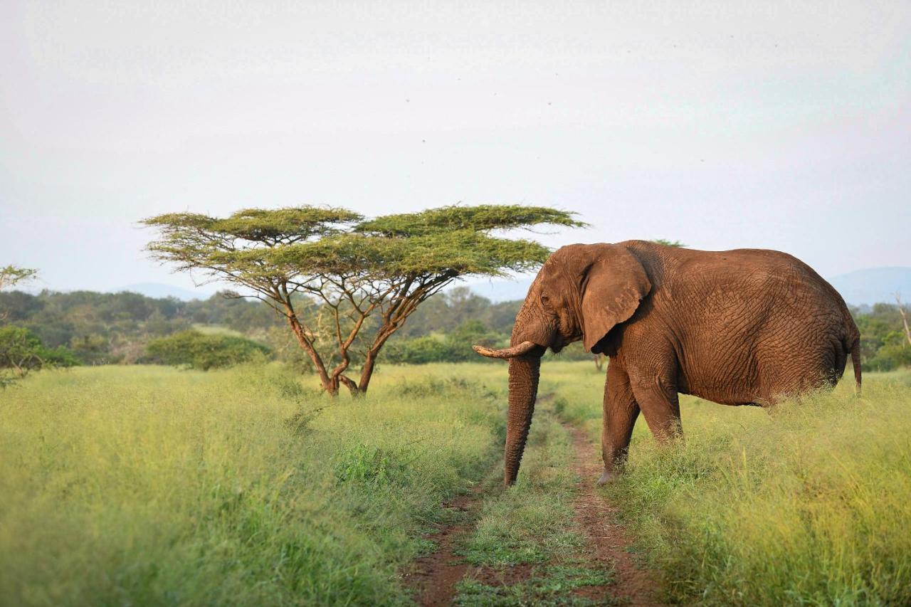 Mavela Game Lodge Mkuze Kültér fotó
